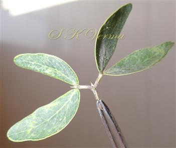  Leaf with appendages and glands